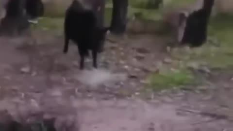 FUNNY ANIMAL VID 3