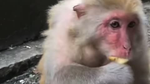 Monkey dispense banana and eat bread