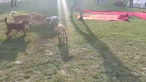 Dog vs Robot