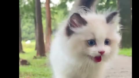 "Meow Magic: Adorable Cats Doing the Cutest Things!"