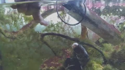 Hand Feeding Snowflake Moray Eel - VII