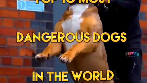 Top 10 most dangerous dogs in the world