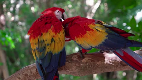 Two beautiful parrots in a wonderful nature