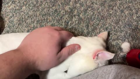 Dad Comforting His Cat During a Seizure.