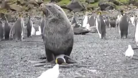 Sea lion sex with penguin