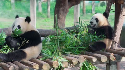 Cute giant panda 1