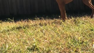 Jumping Doggo Playing with Bird Friends