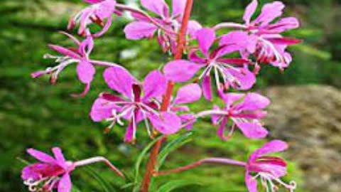 Willow Herb Epilobium