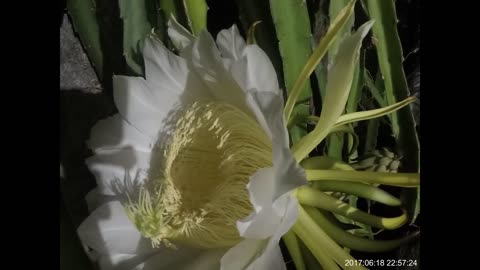 Dragon Fruit Growing Timelapse