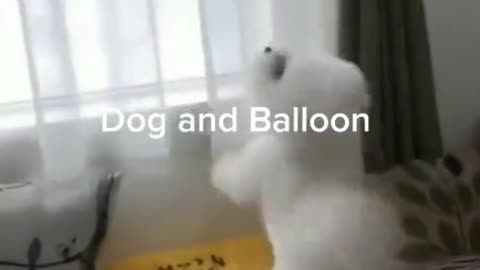 Dog and balloon #funny dogs#shorts