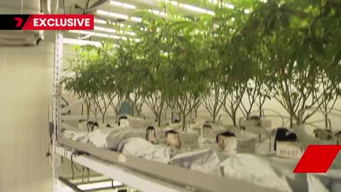 Australian-first program slashing the cost of medicinal cannabis _ 7NEWS