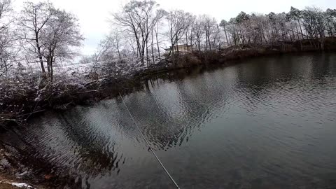 Northern Pike In The Snow