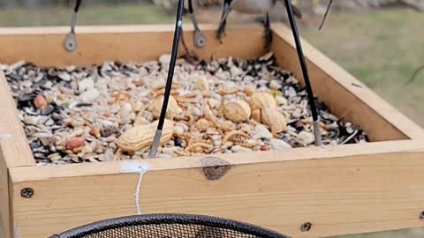 Nuthatch Scares Away Robin at Bird Feeder