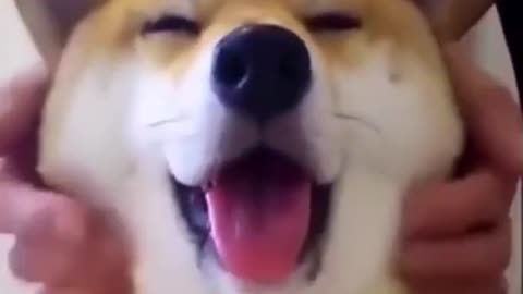 [Healing.Cute animals]Look at this shiba inu's happy face😘