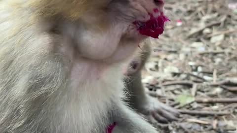 Monkey eating dragon fruit