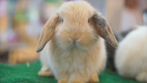 Cute little bunny