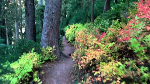 BITE-SIZED WILDS | Glowing Radiant Autumn Fall Foliage @ Mount Hood! | Timberline Loop | Oregon | 4K