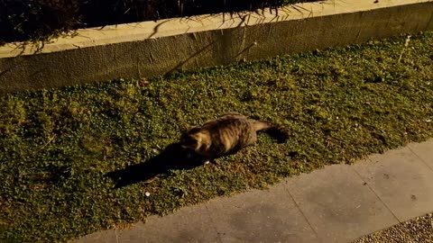 A cat hunting an insect at night.