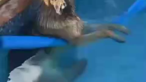 Dog enjoying in pool