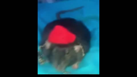 Top 5 Rat