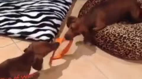 Dachshunds puppies play tug-of-war with their sweaters