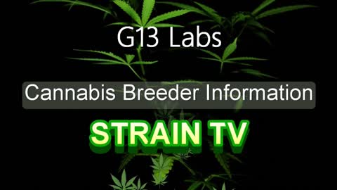 G13 Labs - Cannabis Strain Series - STRAIN TV