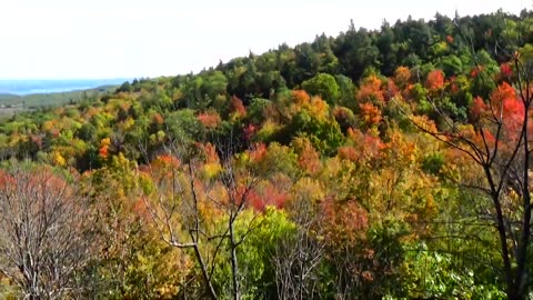 Fall Foliage