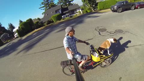 Cute dog riding electric bike