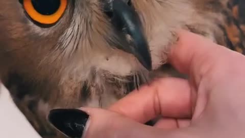 Mesmerizing Owl Eyes