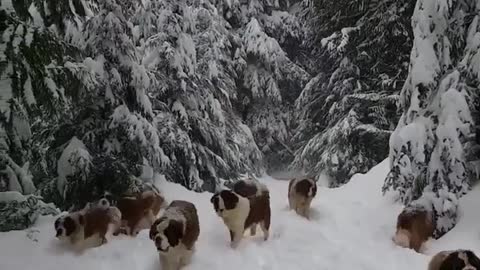 Our dear Saint Bernard