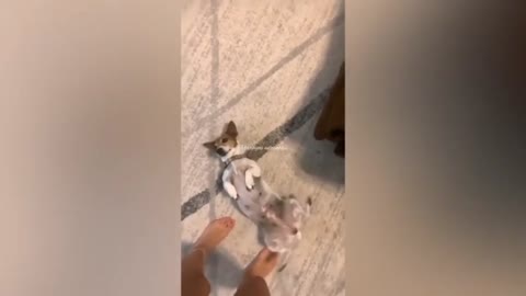 🤣 Funny Dog 🐕 Playing