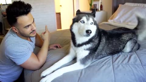 Funny Talking Husky REFUSES To Take A Bath