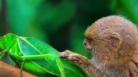 A Pygmy Marmoset Studying A Grasshopper~The Pygmy Marmoset Is A Species Of Primate From The Marmoset Family~A Pygmy Is One Of The Smallest Primates