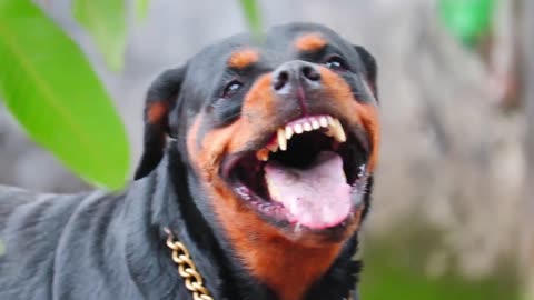 Angry Rottwiler Barking 💥 #rottweiler #dog