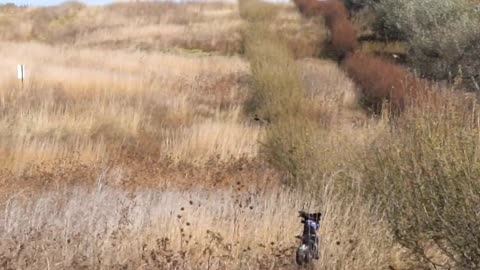 South Dakota Pheasant Hunt 2019