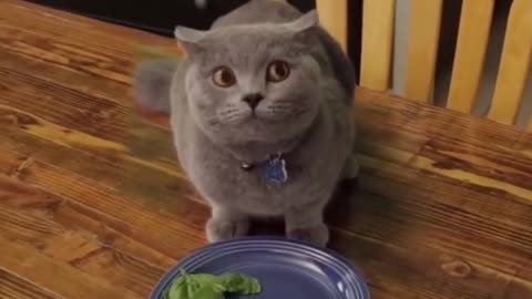 A cat's confused behavior is adorable