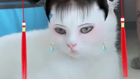 A new look for cats