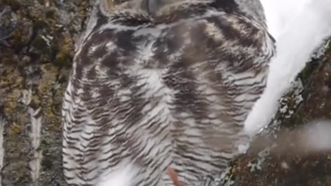 Horned Owl... #bird #bird #youtube #sky #view #birds #eagle #viral #nature #facts