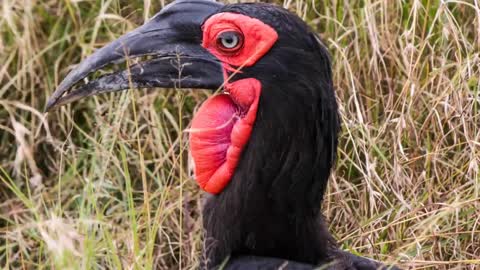 The Most Haunting Birds Songs of the World