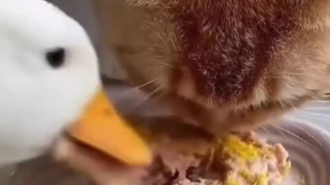 A Duck Eating Cat's Food Funny Video Shorts