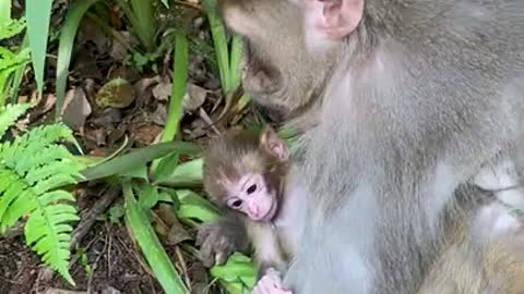 Cute Monkey China & Funny Love monkey| Animals Love #Short (326)