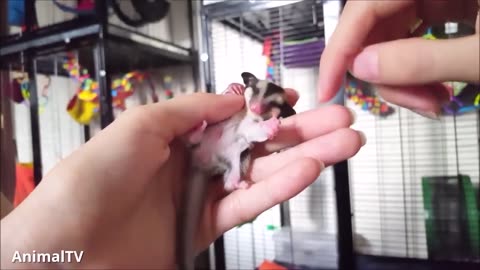 SUGAR GLIDERS