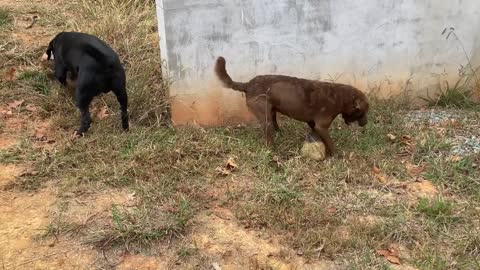 Moose and Bear Save Earth From Hot Meteorites!