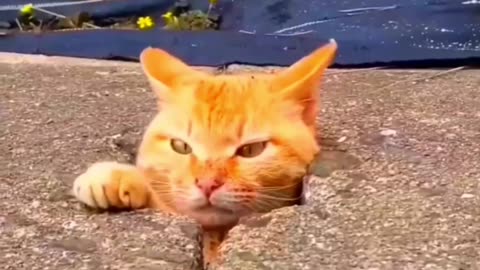 funny cat video 😺😁❤👍