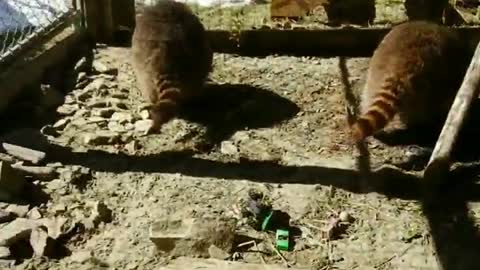 Caroline the Raccoon Jumps Up and Down at Open Window