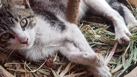 cat taking a rest