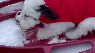 Little Puppy Excitedly Sleds Down Hill