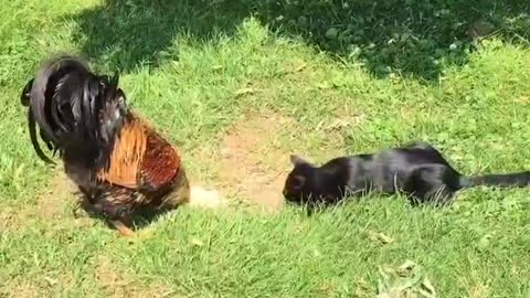 Cute Fight - Black Cat Vs Huge Rooster