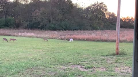 Albino Deer