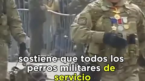 Los famosos perros militares tienen un rango más alto que los soldados